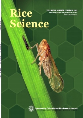 水稻科学