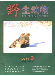 野生动物